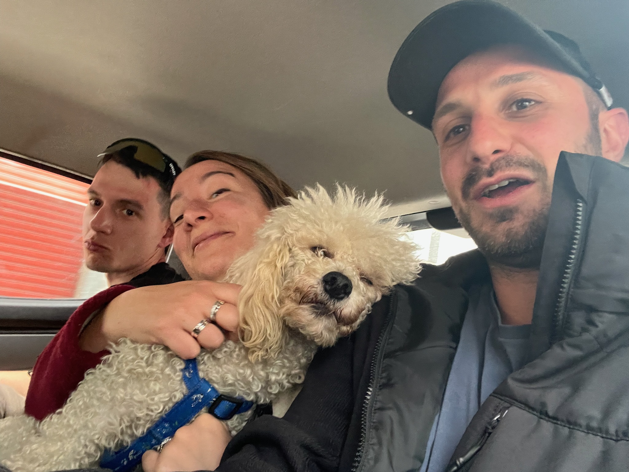 In viaggio in auto con un cane a bordo