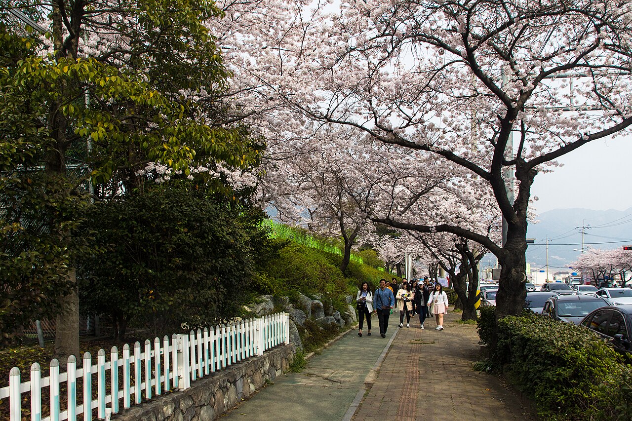 Ciliegi in fiore in Corea del Sud